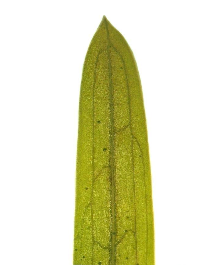 Potamogeton friesii - liście równowąskie, na szczycie tępe lub