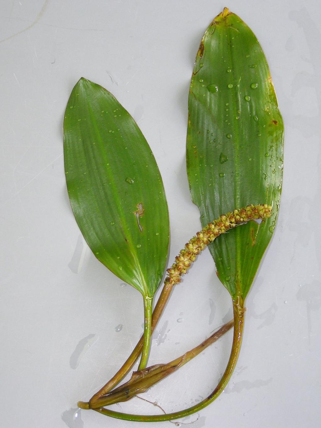 Potamogeton nodosus -liście pływające nieprzezroczyste, skórzaste, 7-11 równoległych żyłek lateralnych po każdej stronie nerwu środkowego, jajowate do