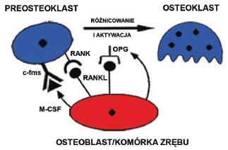 Ryc. 1. Dojrzewanie i aktywacja osteoklastów Fig. 1. Maturation and activation of osteoclasts tlenku azotu, stanowiącego czynnik ograniczający osteoklastogenezę (mechanizm ujemnego sprzężenia zwrotnego) [11].