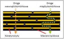 Przenikanie substancji czynnych przez stratum corneum (warstwa rogowa) Sposoby przenikania substancji przez stratum corneum Droga przenikania substancji przez warstwy skóry Na szybkość przenikania