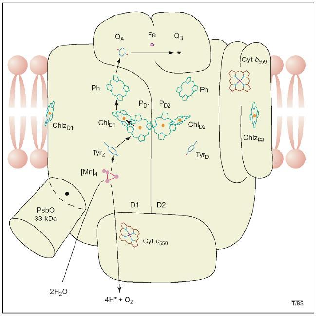 Fotosystem II-centrum reakcji D2 D1 Thermosynecoccus elongatus Rutherford et al.