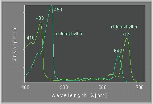 Absorpcja Chlorofil jako fotoreceptor Absorpcja magnezoporfiryna cztery pierścienie