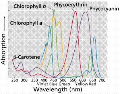fikoerytryna fikocyjanina chlorofil b chlorofil a β-karoten Długość fali [nm] Długość