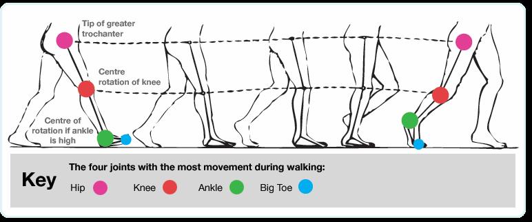 Przeniesienie stopy 7. Mid Swing MSw (środkowa faza przenoszenia) Noga jest przenoszona do przodu i wyprzedza nogę podporową. - biodro: 25º, zg.