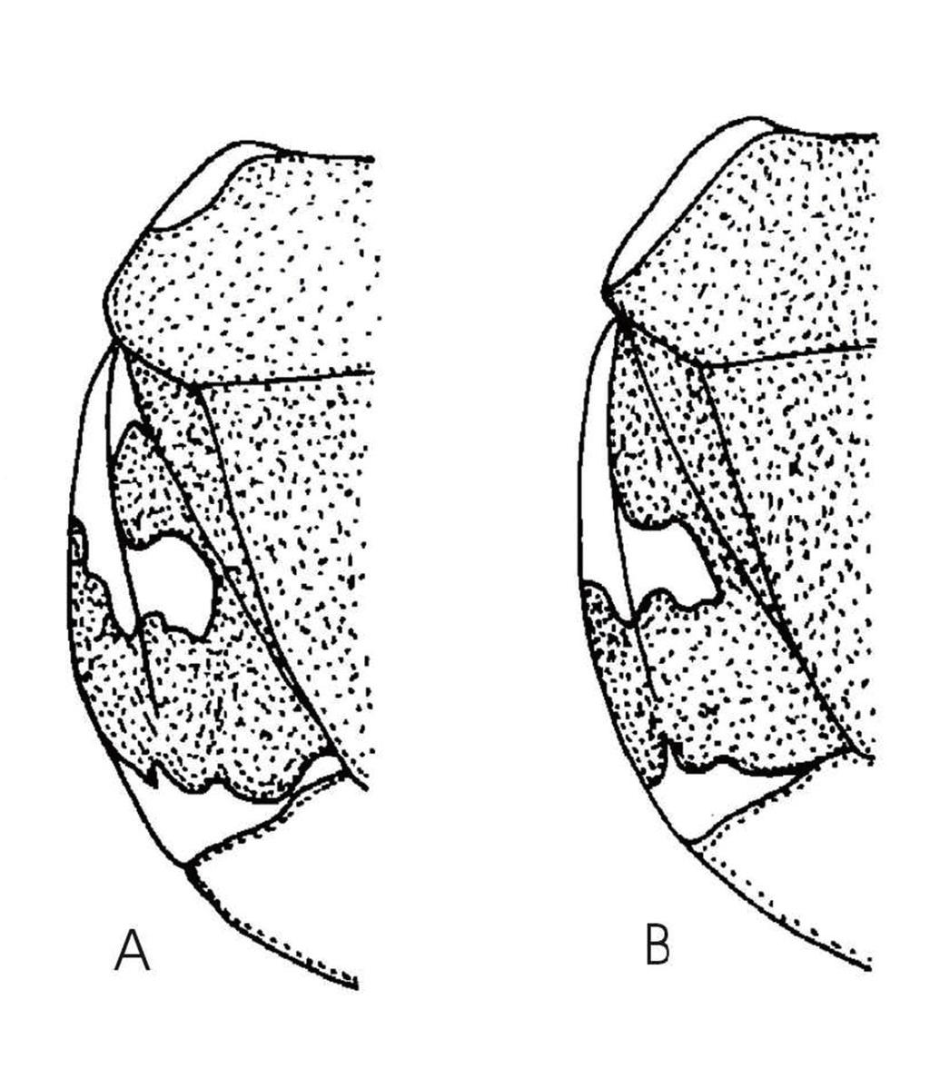 OPIS GATUNKU Ciało owalne, jego górna strona wyraźnie punktowana.