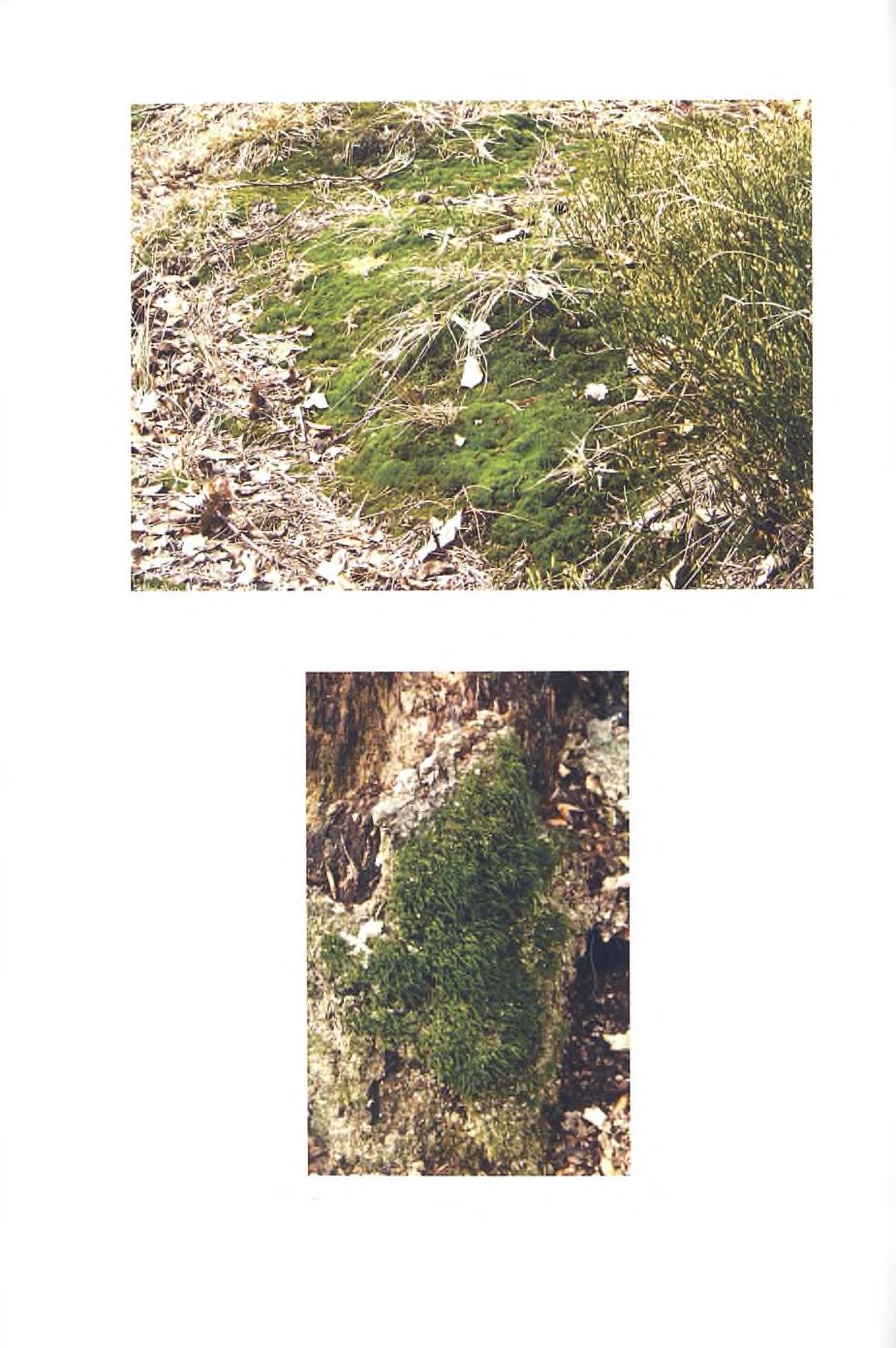 Fig. 7. Wayside population of Campylopus introflexus on Mt Roczenka (Photo by A. Stebel, 18 April 2010). Fig. 8.