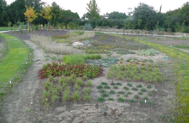 ), Odtworzenie stanowiska dla halofitów (2008 r.