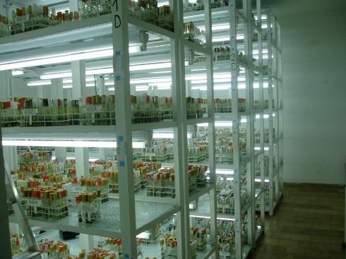 kolekcja in vitro ziemniaka 9 publikacji: Sekrecka D. 2008 Mikrorozmnażanie wybranych genotypów ziemniaka. Ziemniak Polski 3/2008, 21-24 Sekrecka D.