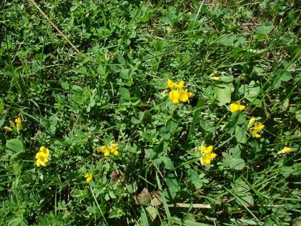 Ocena i charakterystyka 2008 2013 - łącznie 284 obiektów roślin motylkowatych drobnonasiennych w kolekcjach polowych 2008 2011-76 obiektów komonicy zwyczajnej (Lotus Corniculatus L.) - gat.