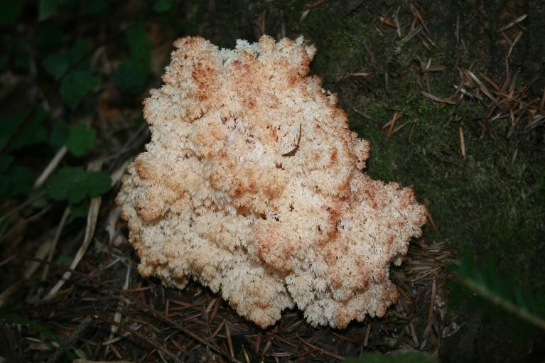 ksylotroficzne grzyby; Soplówka