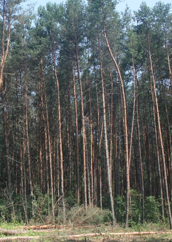 Co można i należy wykonywać 3. Cięcia - selektywne cięcia sanitarne Optymalny okres wykonania: wiosna początek lata Zgodnie z nową Ustawą z 2015 r.