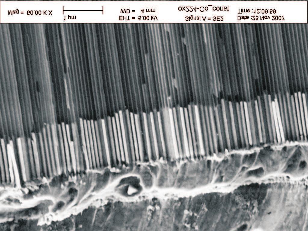 1129 Cu Co Al 2 O 3 Fig. 11. SEM images of template after Co electrodeposition under direct current, E = -1.2 V (vs.
