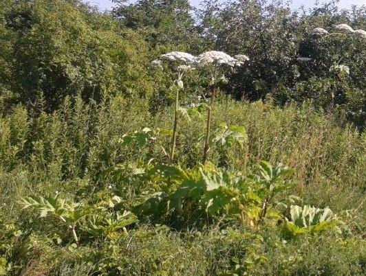 Program usuwania barszczu Sosnowskiego (Heracleum
