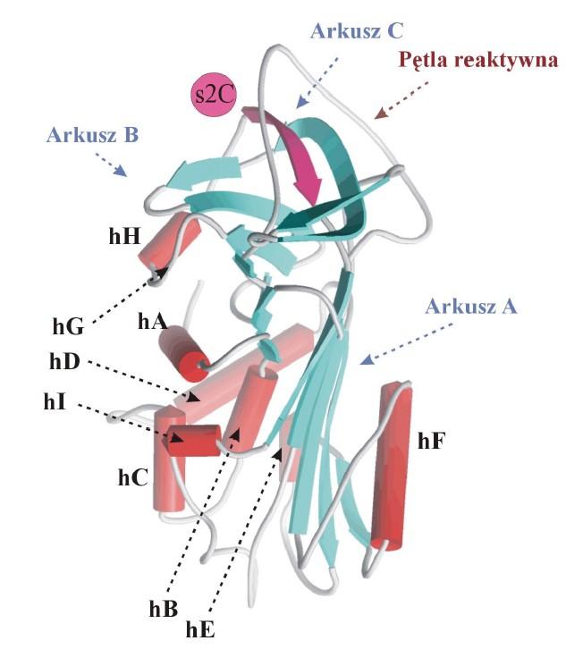Struktura przestrzenne formy natywnej ludzkiej α1-antytrypsyny została rozwiązana metodami eksperymentalnymi Graficzna reprezentacja elementów struktury drugorzędowej α1antytrypsyny: czerwone walce