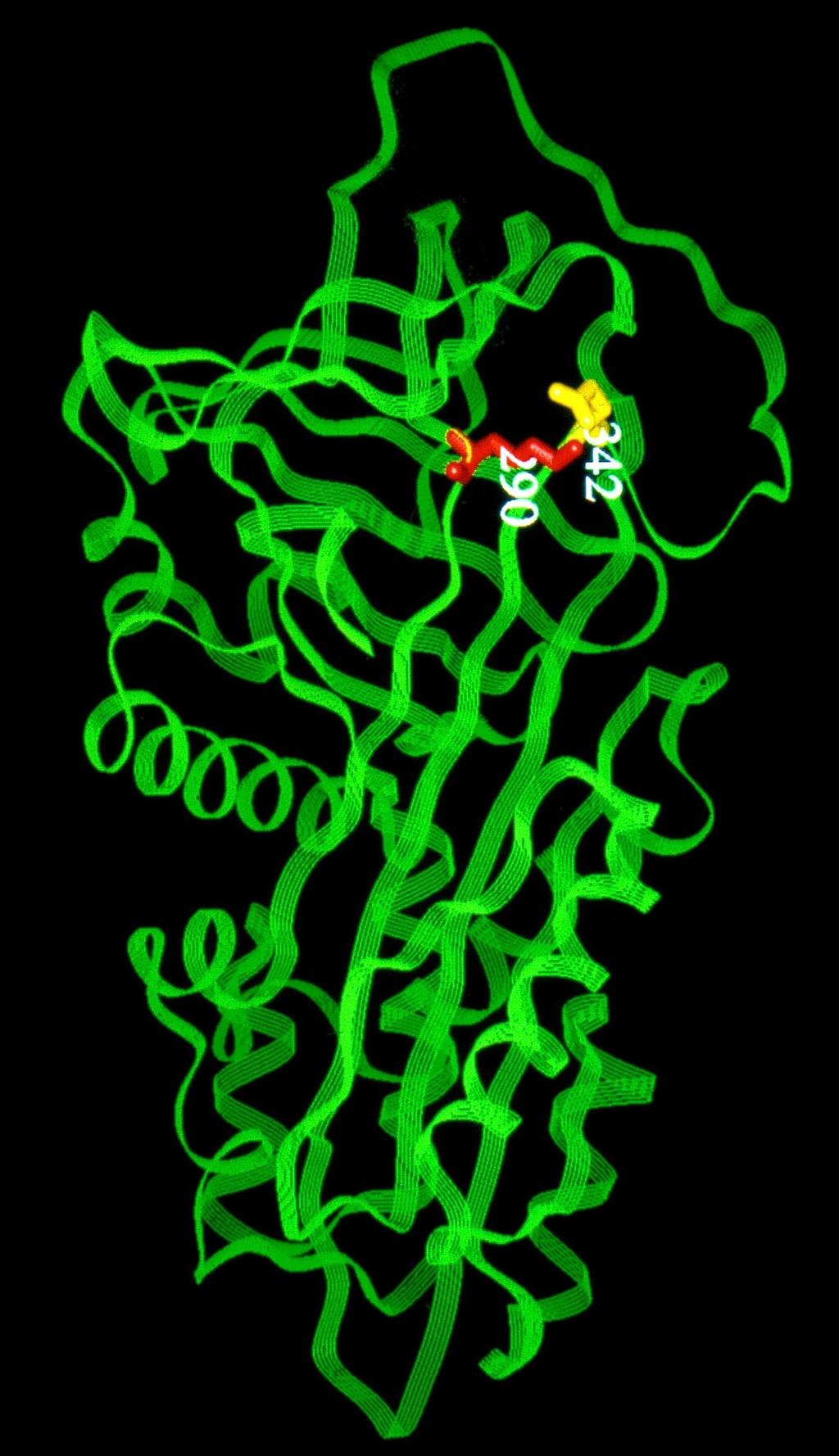 W typie dzikim α1-antytrypsyny Glu342