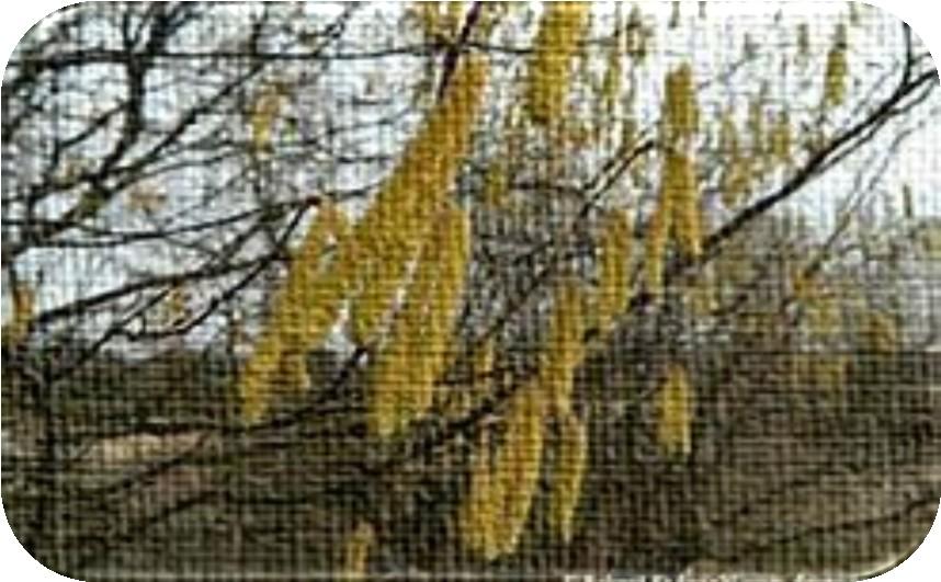 LESZCZYNA Na przedwiośniu - przed wypuszczeniem liści - na spiralnych