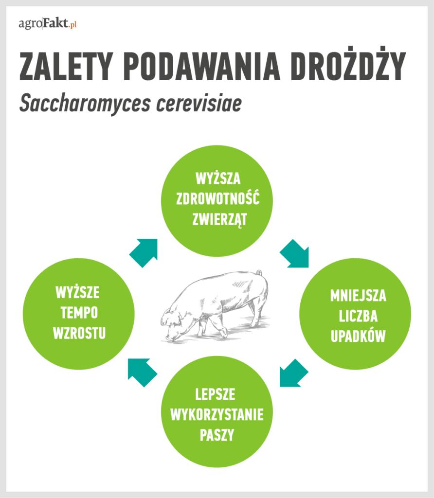 .pl https://www..pl Zalety podawania trzodzie drożdży Saccharomyces cerevisiae.