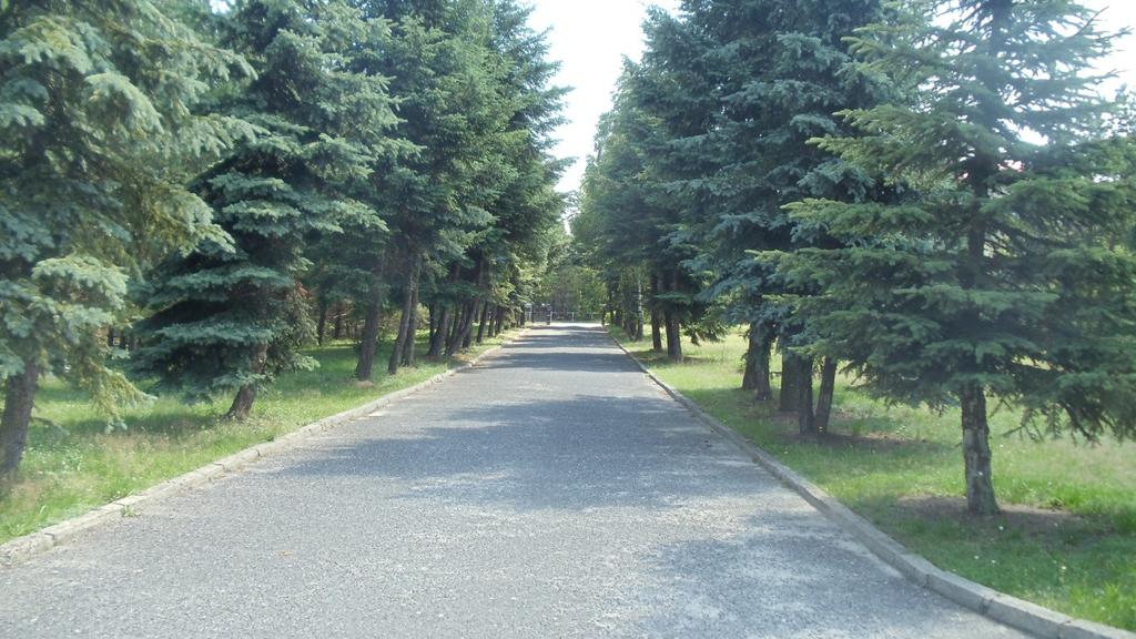 7. Bukowno - droga wew. do stadionu, od ul. Spacerowej - aleja świerkowo daglezjowa start:50.26189, 19. 47569, koc:50.