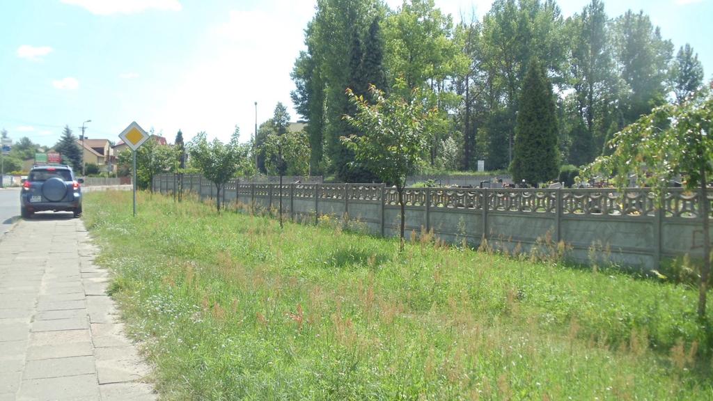 8. Bukowno - ul. Nowa przy cmentarzu - szpaler wiśni start:50.26962, 19.45462, koc:50.