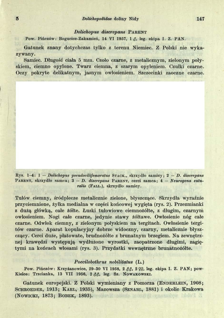 5 Dolichopodidae doliny Nidy 147 Dolichopus discrepans P a r e n t P ow. Pińczów: Bogucice-Zakamień, 14 VI 1957, 1 <J, leg. ekipa I. Z. PAN. G atunek znany dotychczas tylko z terenu Niemiec.