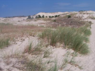 Wał wydmowy-dzieło natury Wał wydmowy jest dziełem natury i układa się pasmowo-od strony morza mamy piaszczyste
