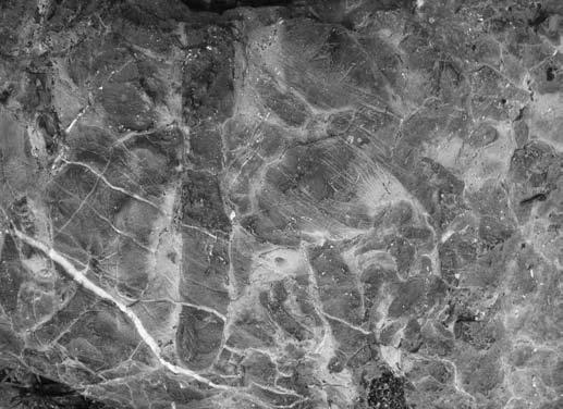 Pl Th 5cm Rh Rh 5cm 5cm Ryc. 4. Skamienia³oœci œladowe w wapieniach anizyku na powierzchniach u³awicenia (A, D F) i w pionowych przekrojach ³awic (B, C); A Planolites isp. (Pl) i Thalassinoides isp.