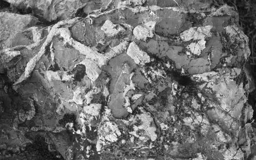 Ba Rh1 pe Rh2 cr cl Ba Ba 3cm Ryc. 5.