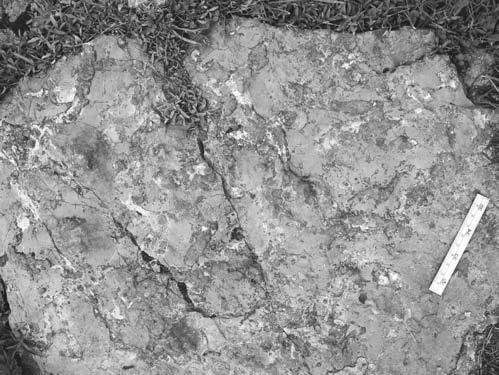 B Ryc. 6.?Balanoglossites isp. (A D) na powierzchniach ³awic wapieni anizyku na pó³nocnych stokach Wielkiego Kopieñca. Fotografie terenowe Fig. 6.?Balanoglossites isp. (A D) on bedding planes of the Anisian limestones on the northern slopes of Wielki Kopieniec mount.