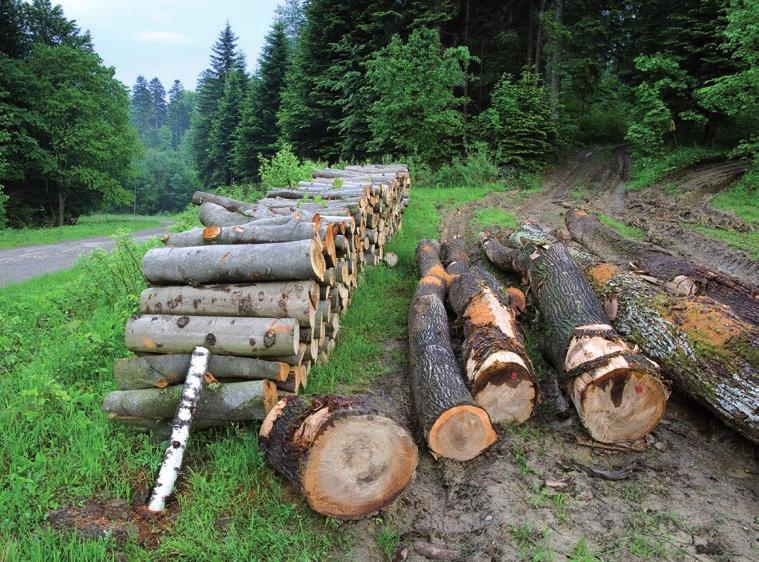 Znaczenie działalności człowieka Jedną z ważniejszych gałęzi gospodarki jest w Beskidzie Sądeckim przemysł drzewny. Tutejsze lasy to miejsce pracy wielu mieszkańców regionu.