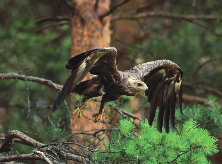 Orlik krzykliwy Clanga pomarina Orlik krzykliwy jest stosunkowo licznym w regionie ptakiem szponiastym, zamieszkującym lasy. Jego polska populacja jest jedną z największych na świecie.