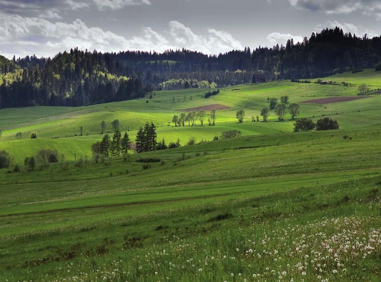Drugim obszarem występowania jest północno-zachodnia część kraju. W polskiej części Karpat najliczniej występuje w Beskidzie Niskim, Bieszczadach, Górach Sanocko-Turczańskich i na Pogórzu Przemyskim.