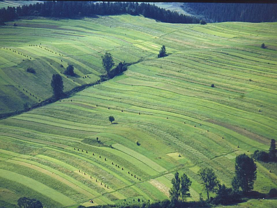 jw Pola