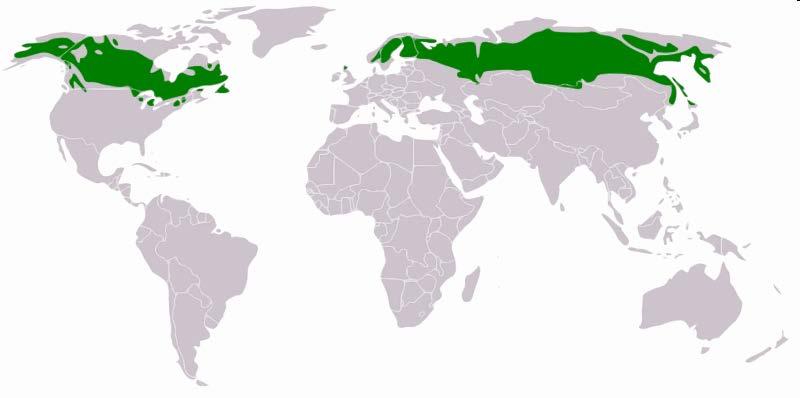 wiki MAPA ZASIĘGU
