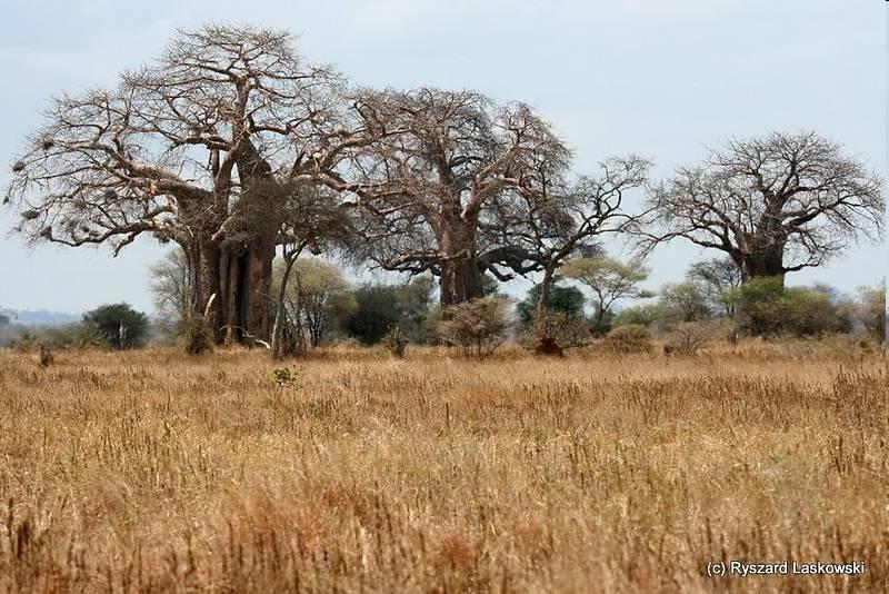 Baobaby (Adansonia