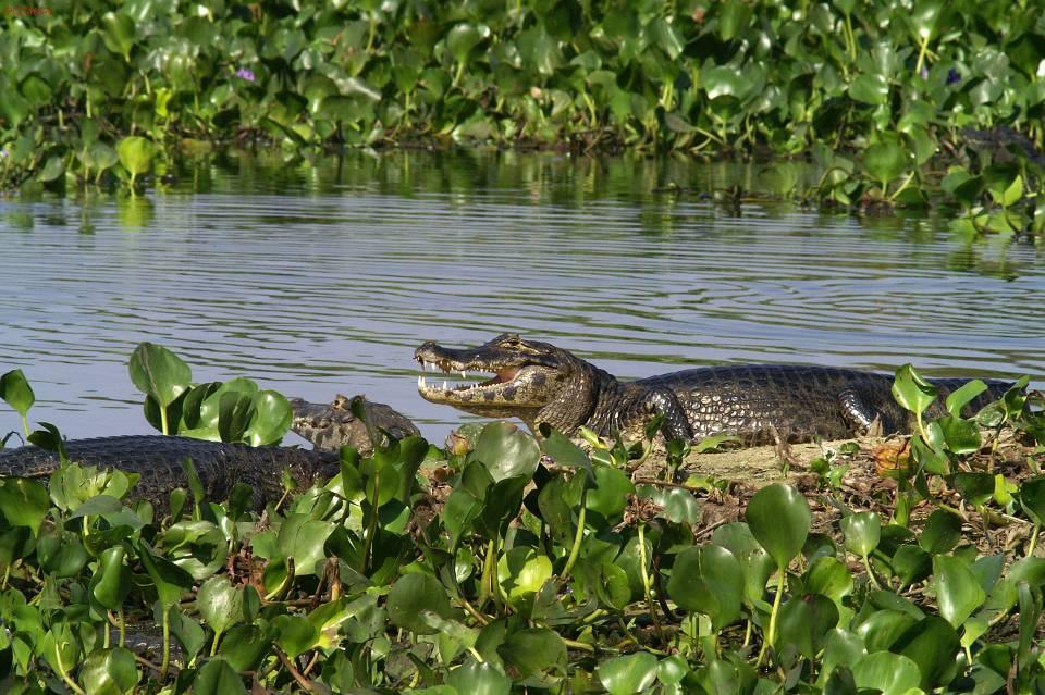 jw Kajman okularowy (Caiman