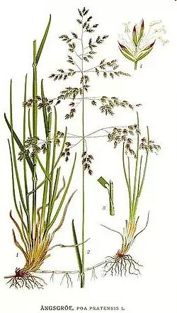 blue grass Poa