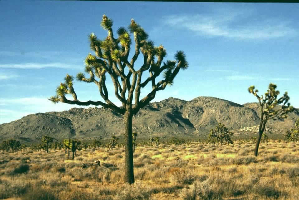 jw Pustyna Mojave (Kalifornia) Jukka