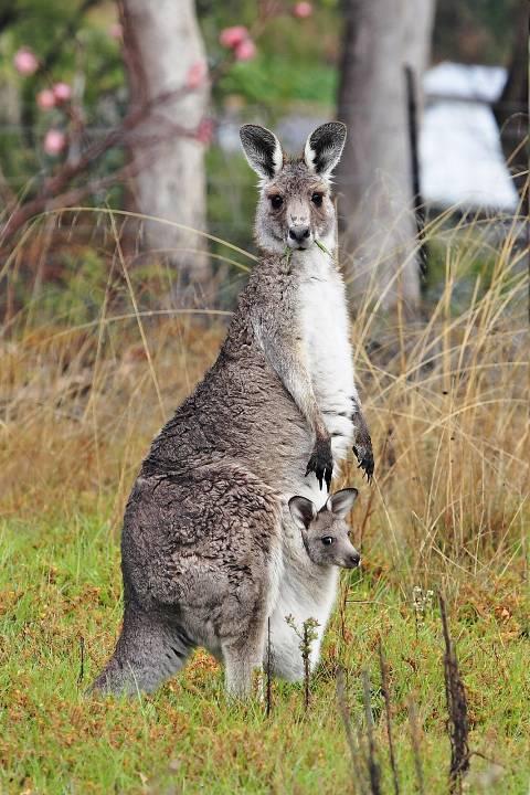 Macropus