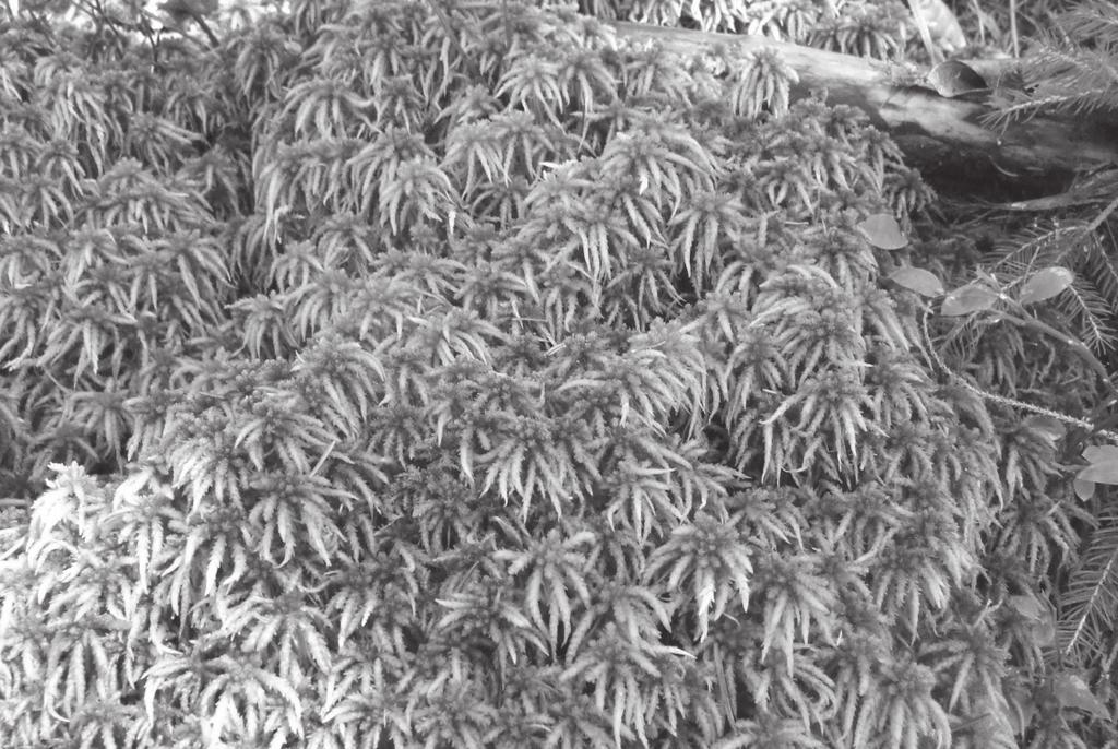 Lesser Cow-horn Bog-moss Sphagnum inundatum (photo by A. Stebel). Ryc. 4.