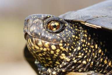 Zagrożenia Brak wystarczającej wiedzy na temat żółwia błotnego w Polsce północno-wschodniej