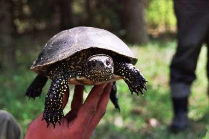 Współczesne rozmieszczenie i liczebność żółwia błotnego na terenie Polski północno-wschodniej Obecnie na terenie Polski
