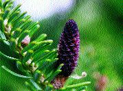 Bogiel) Fig. 1. White fir Abies concolor male Fot. 4.