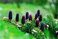 Jod a koreaƒska Abies koreana kwiaty m skie (fot. B.