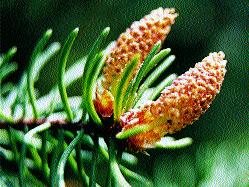 European larch Larix decidua female and male Fot. 3.
