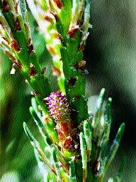 Sosna japoƒska Pinus densiflora kwiaty m skie Fig.