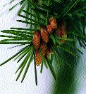 Sosna ó ta Pinus ponderosa dojrza e kwiaty m skie Fig. 12.