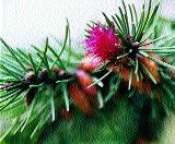 Joanna Blama Fot. 15. Daglezja zielona Pseudotsuga menziesii kwiatostan eƒski Fig. 15. Douglas fir Pseudotsuga menziesii female Fot. 16.