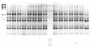 sclerotiorum analizowana metodą PCR-RAPD była mało