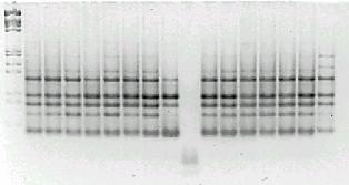 amplifikowane fragmenty DNA różnych patotypów w większości