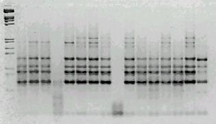396 Eligia Starzycka... 7. OPW-12 8. OPW-15 9. OPW-16 10. OPW-17 Rys. 1. Analiza DNA szesnastu patotypów S. sclerotiorum.